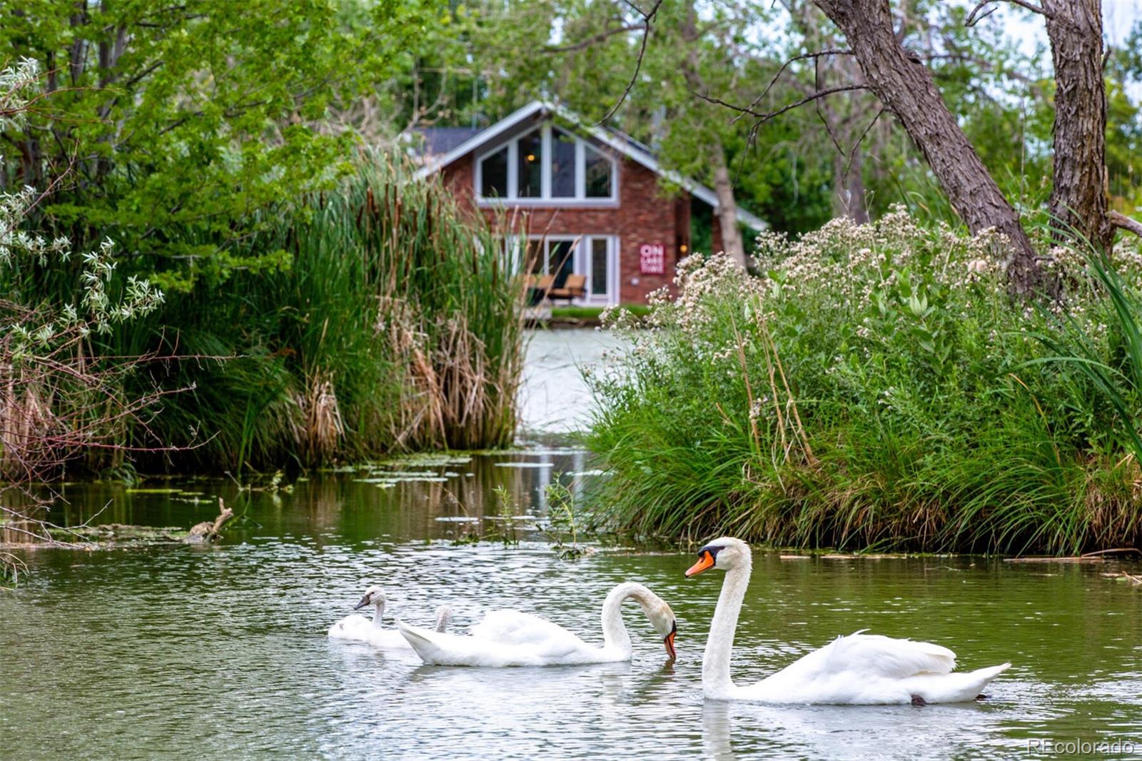 The Swan Family of Swan Lake enjoying a daily swim in the lake (yes, the swans are included!)