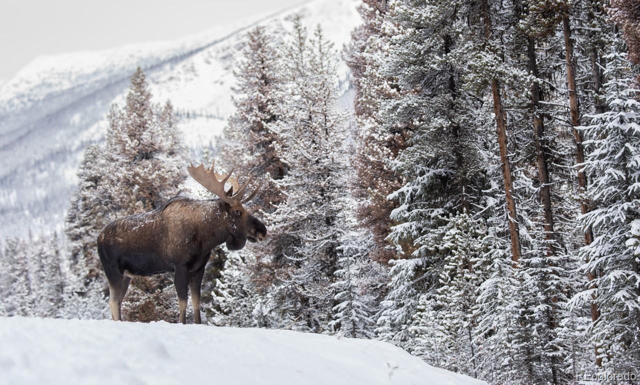 Often you will find moose in your yard