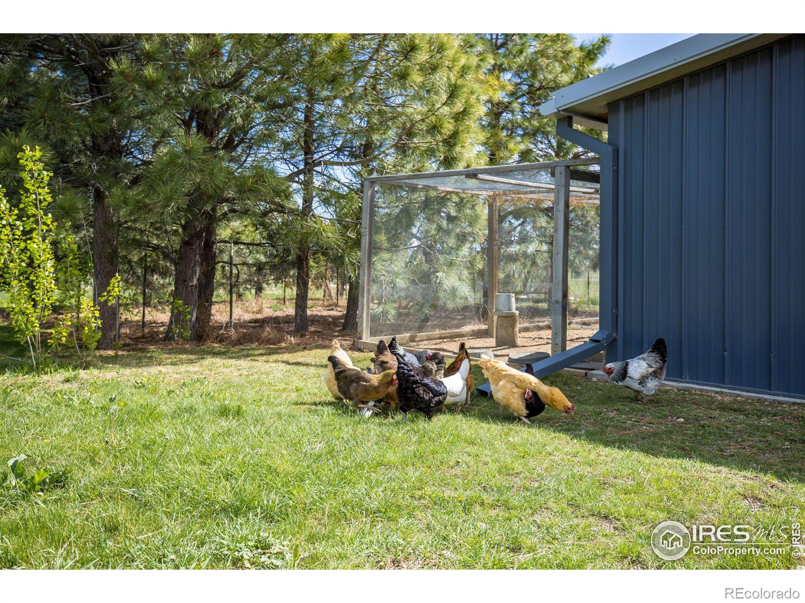 Chicken Coops and Securely Enclosed Chicken Run