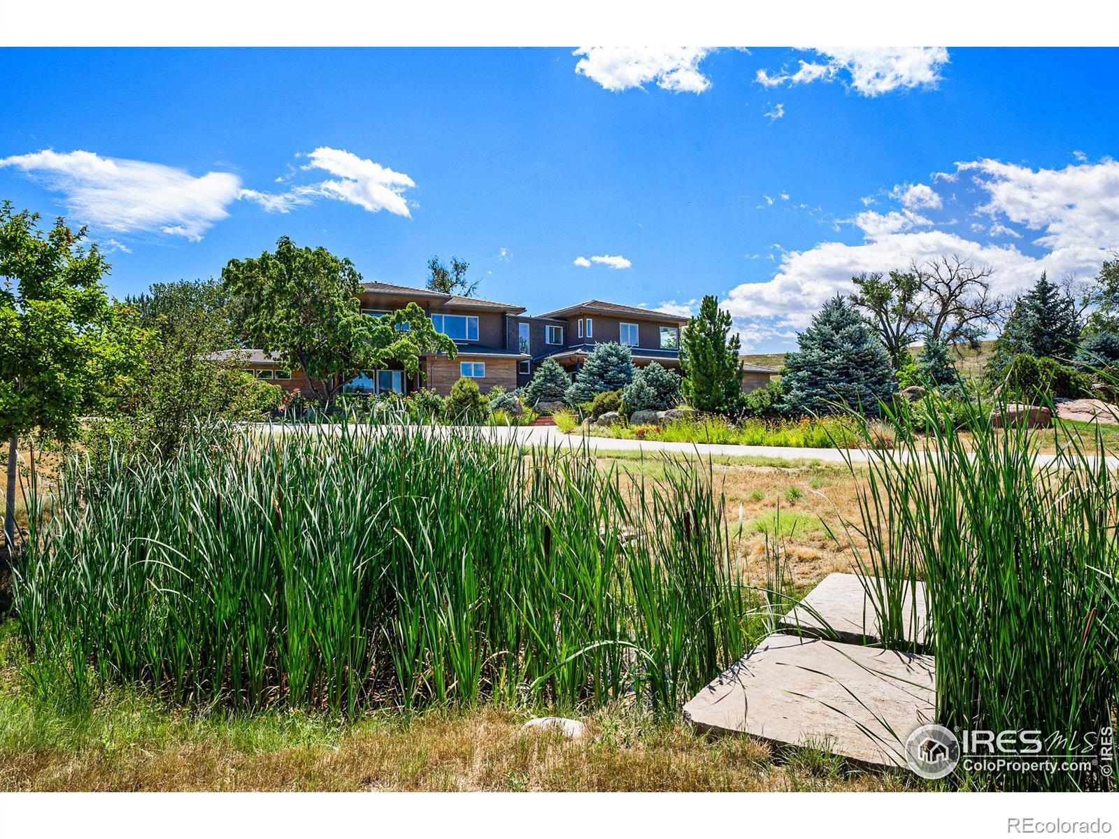 Cattail pond