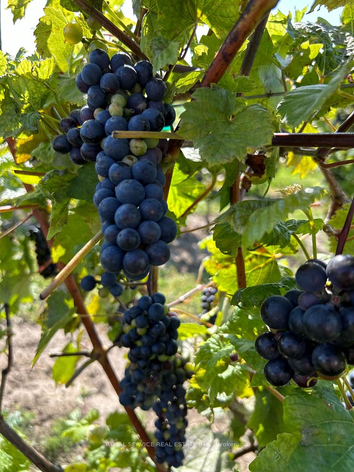 Grapes on the vine grown on the property
