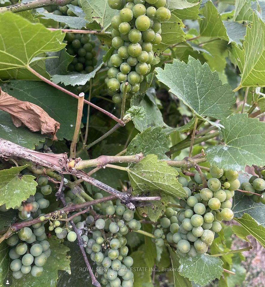 Grapes on the vine in the vineyard
