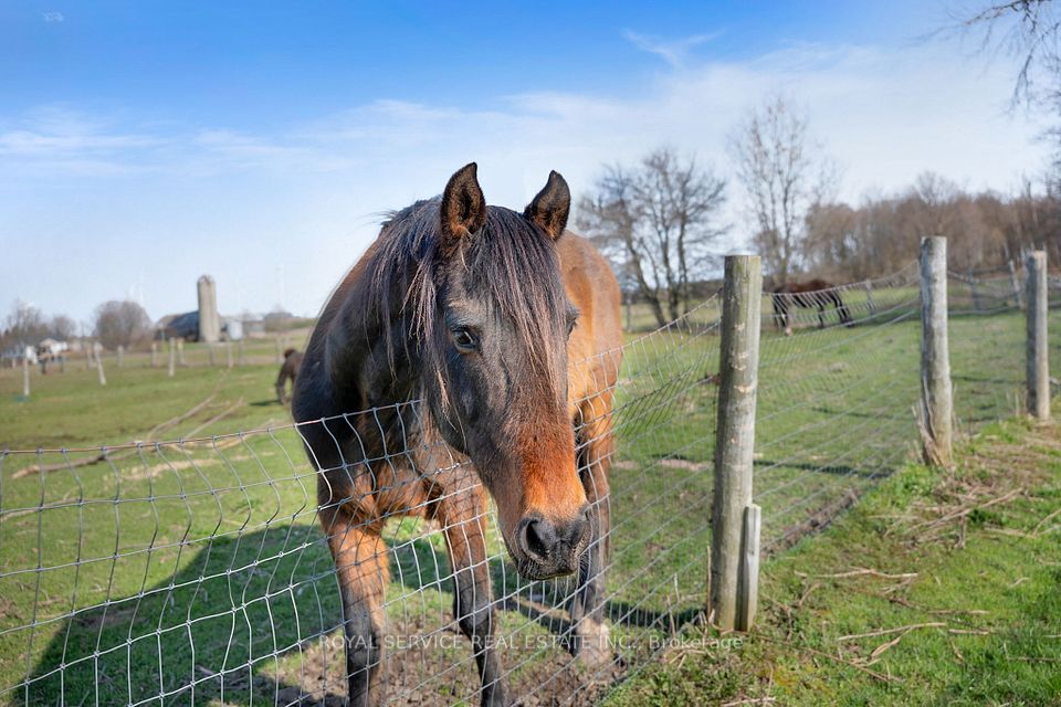 Paddocks and Equestrian Ring on site.