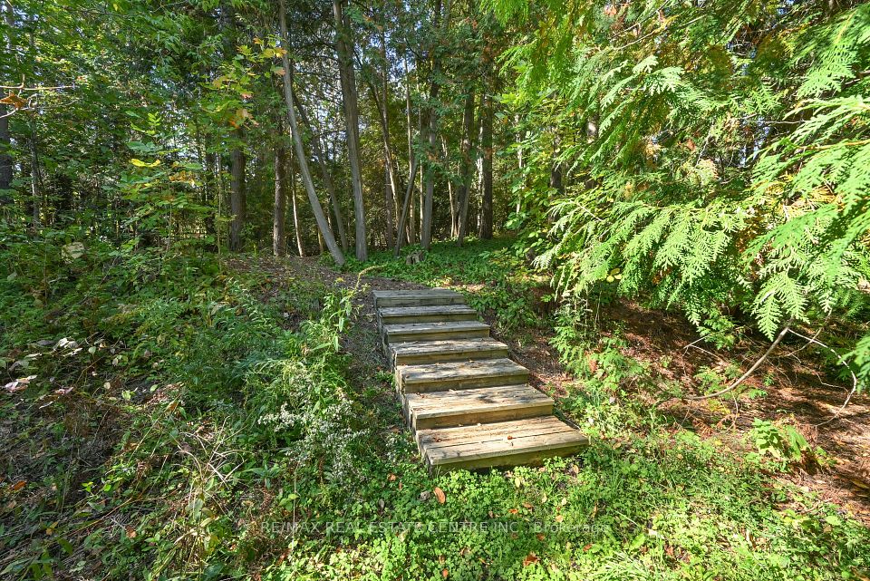 Yard area for Yor Dog