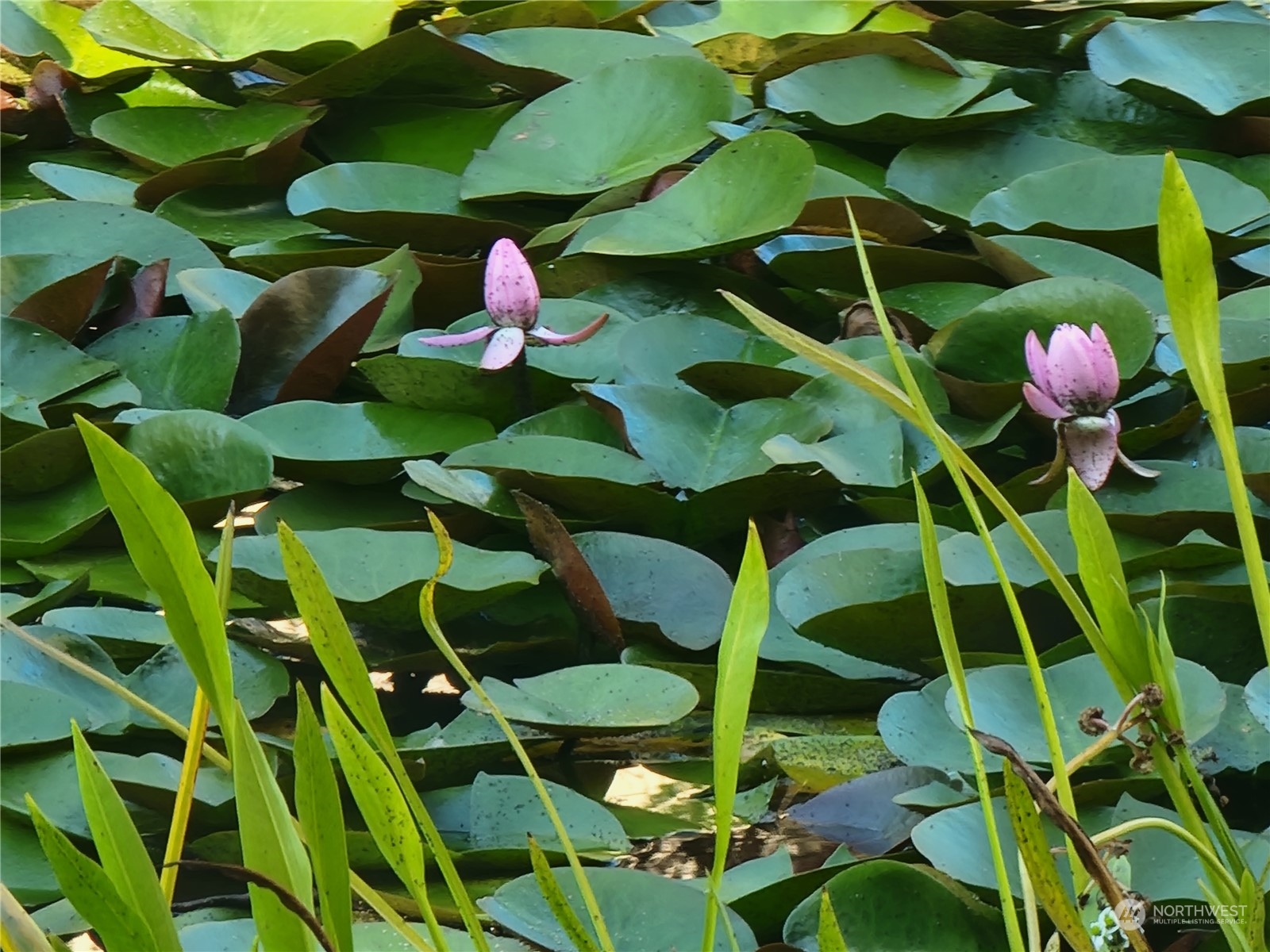 Lilies in bloom.