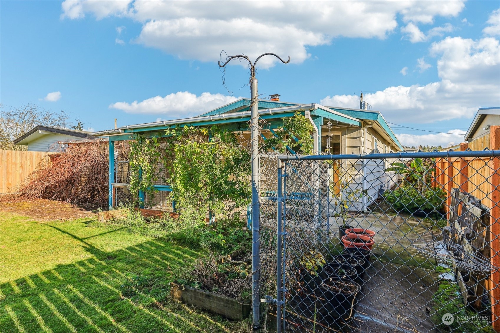 Backyard from grape vines