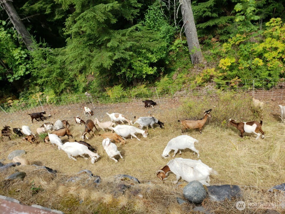 Wide top of retaining wall just behind backyard fence makes yard maintenance easy. An exciting treat for all Families- The Goats 'mow the green trail' right behind your backyard almost every summer!