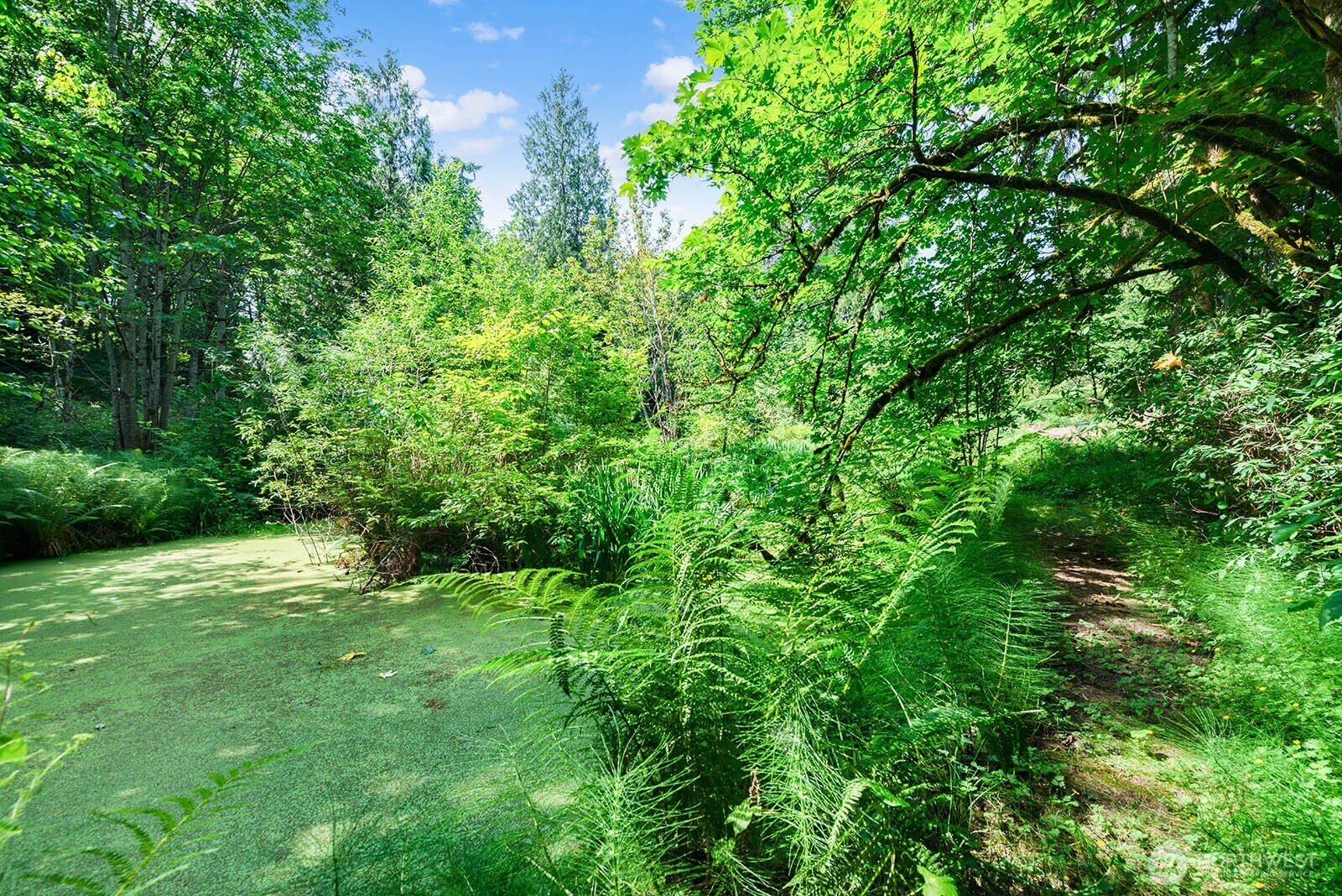 Easily accessible trails in the back yard. Note natural trail on the right of this photo.