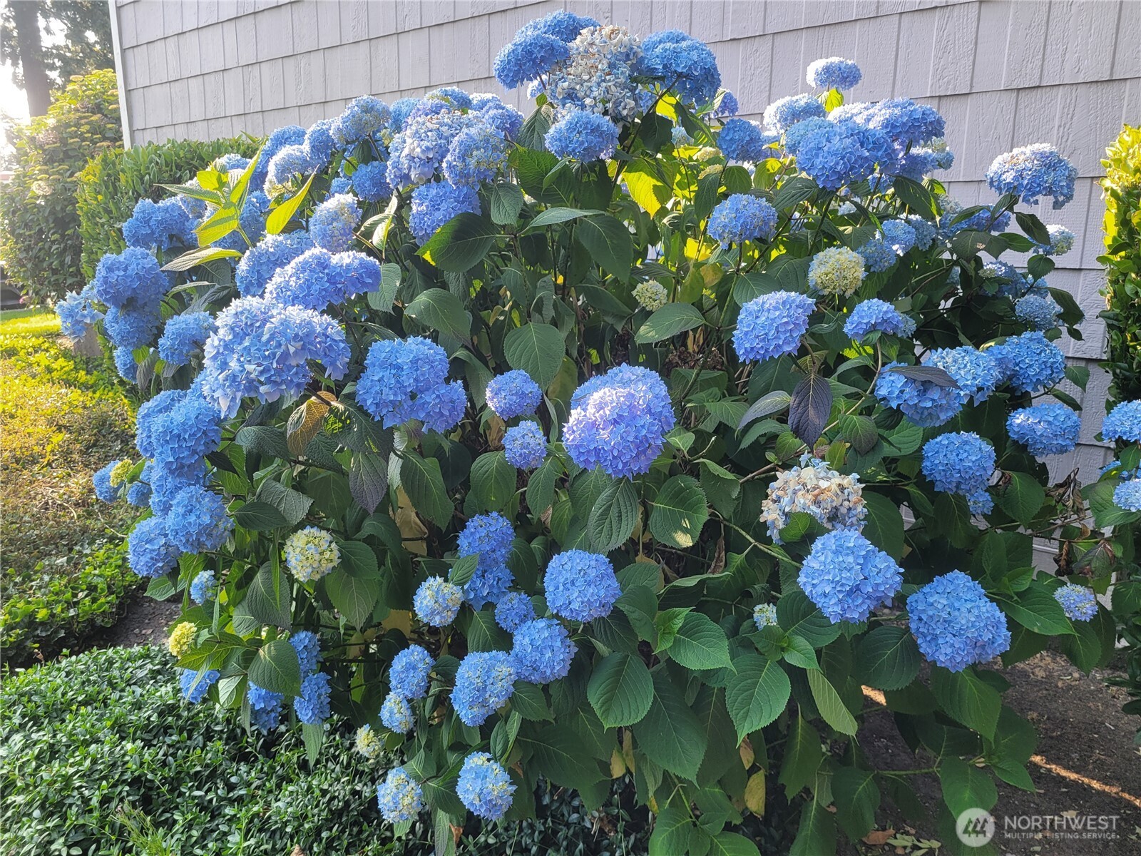 Beautiful flowers by unit.