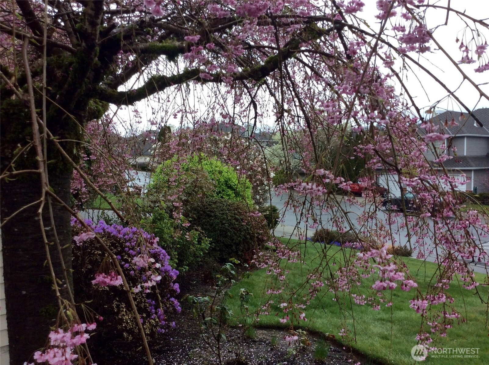 Front street view in blooms