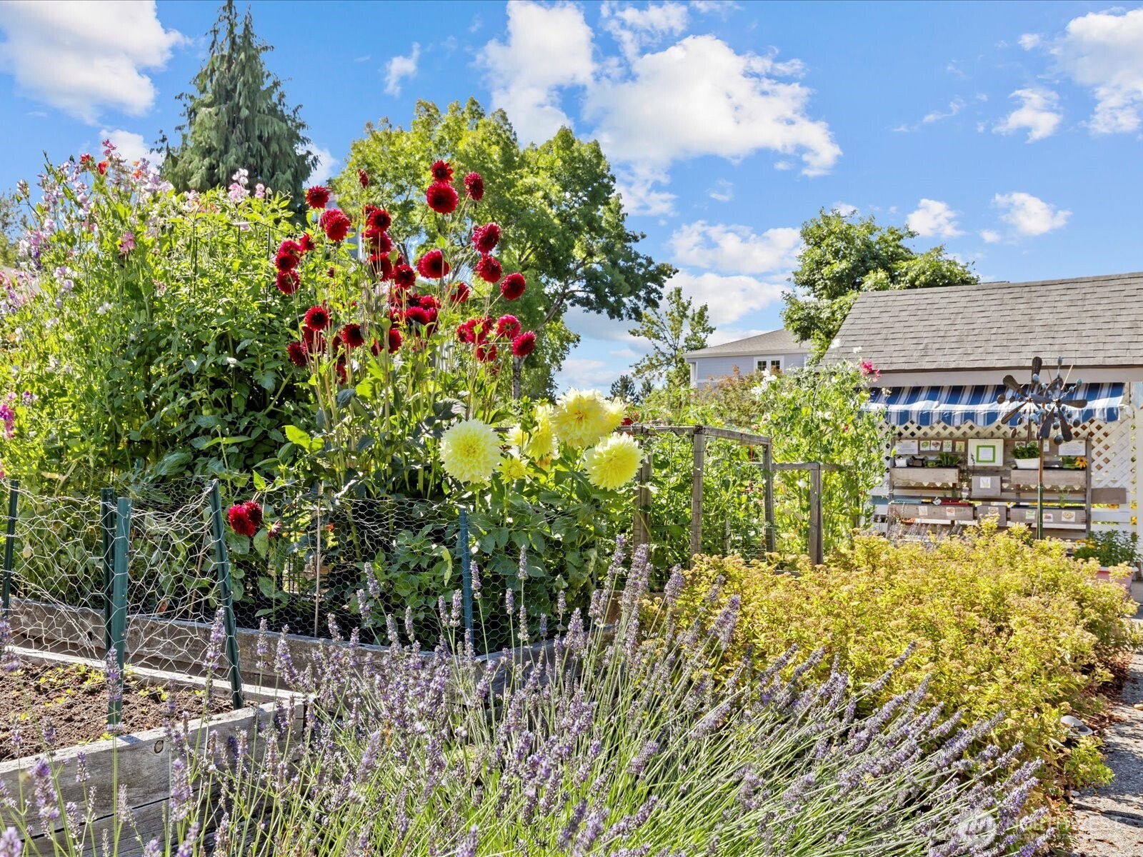Pea patch for all your gardening dreams!