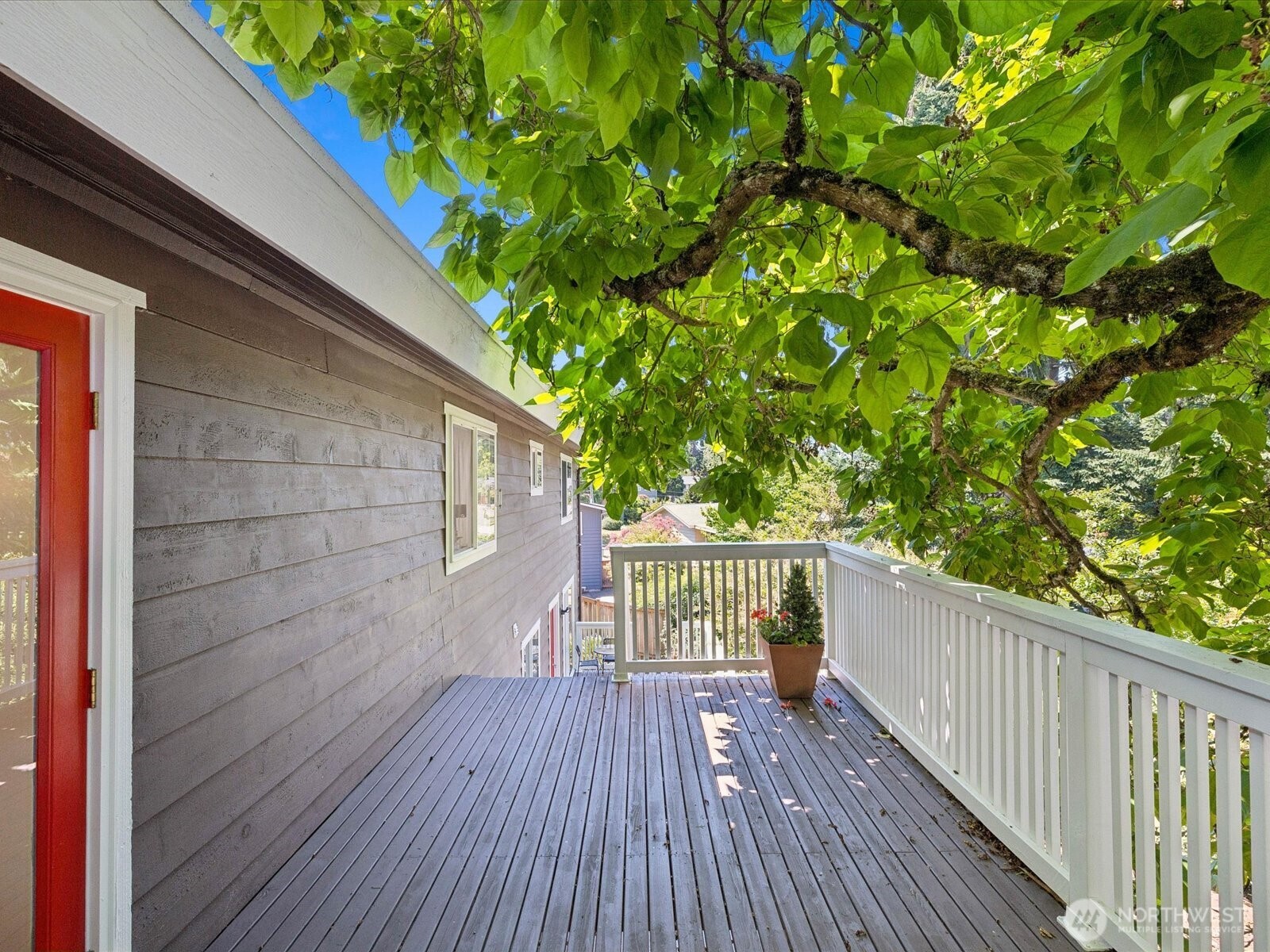 Stunning mature flowering catalpa tree provides an amazing shade & privacy canopy as well as an intoxicating smell in summer months