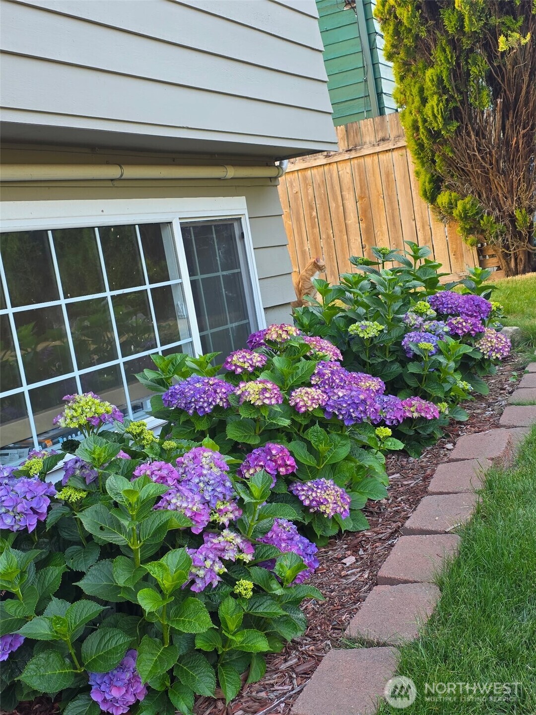 Beautiful flowers - Side yard.