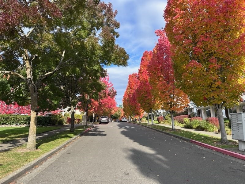 Beautiful tree-lined streets.