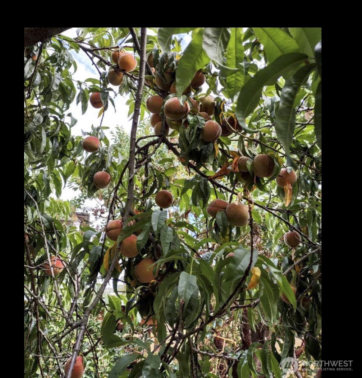 Peaches on the tree in the backyard