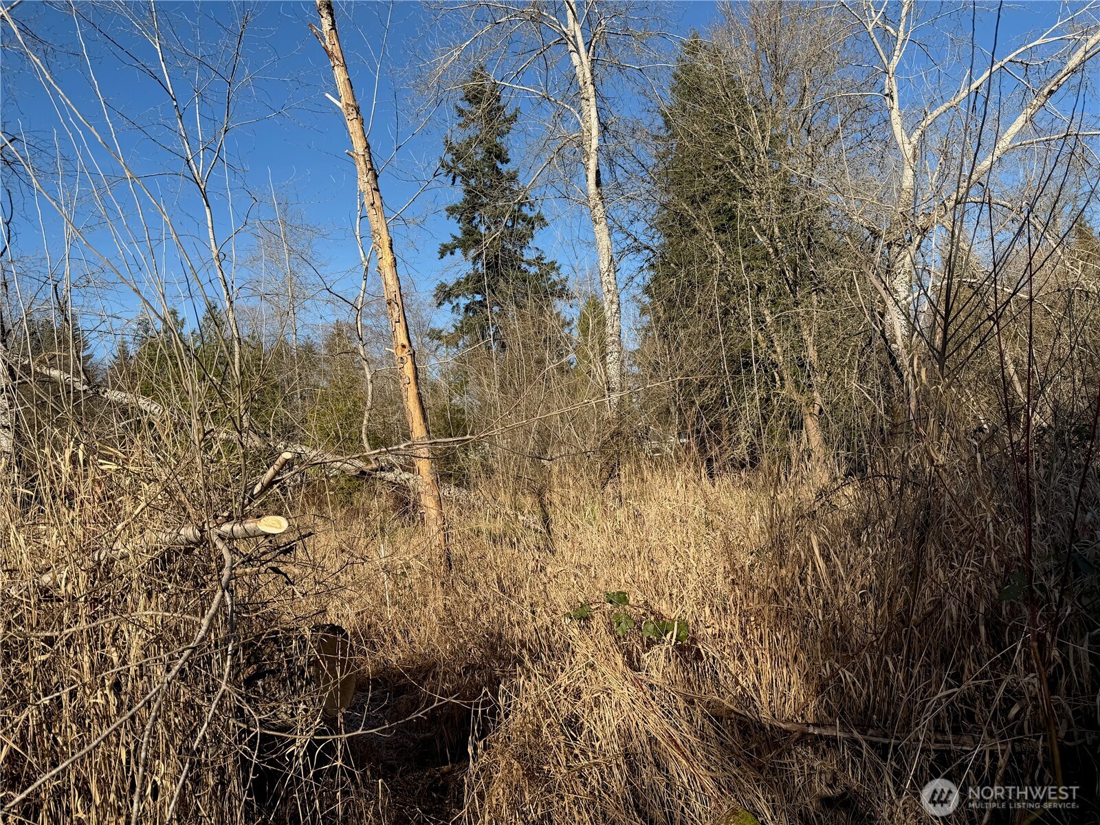 /NWM2471835/NWM2471835-13.jpg