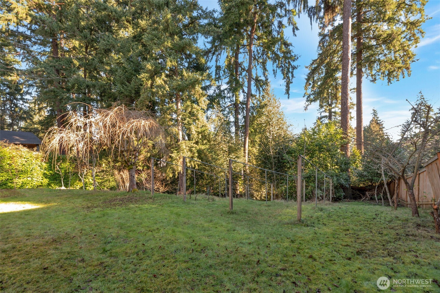 Fruit trees and grape vines in back yard