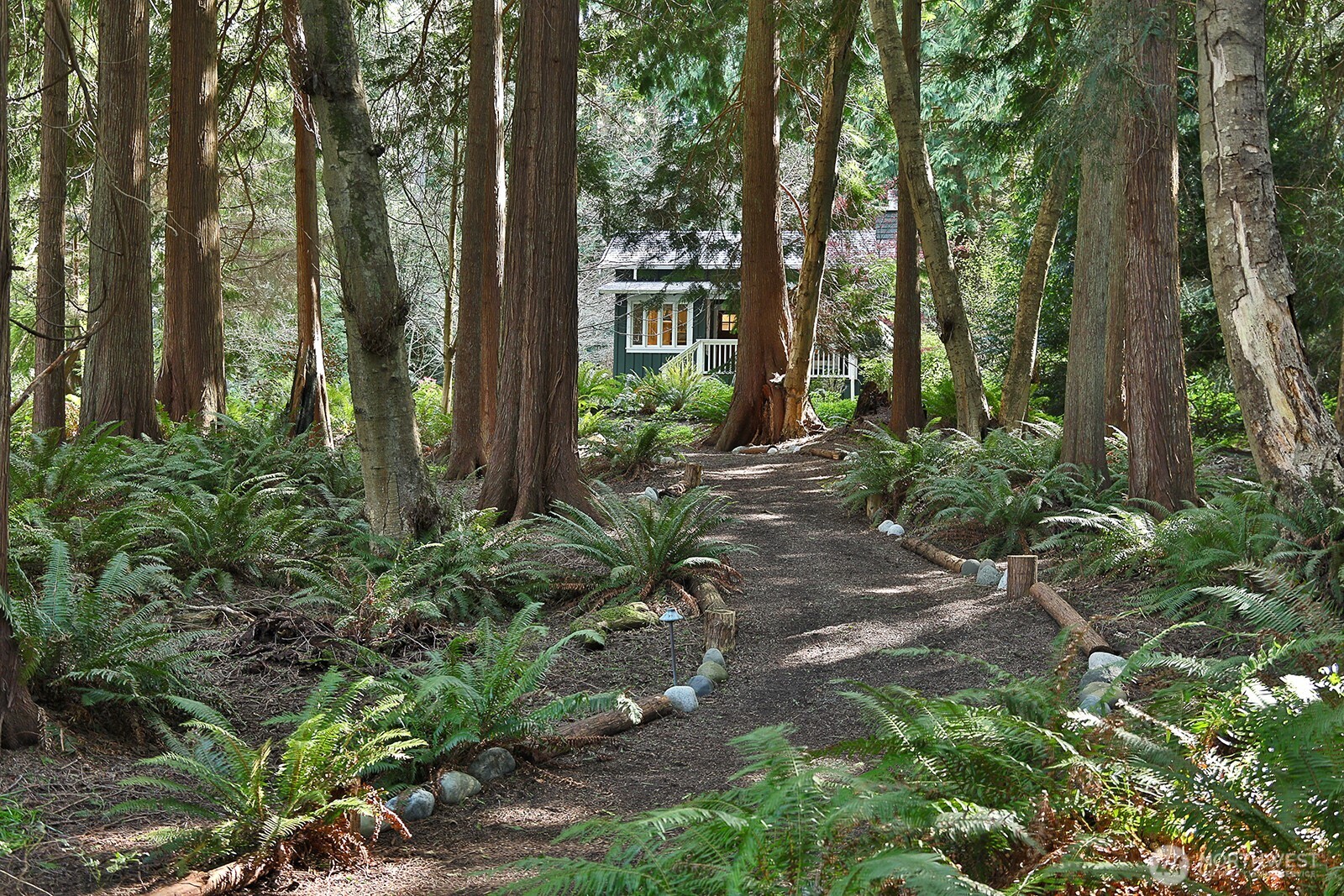 Pathway through the evergreens and ferns to the guest cottage.