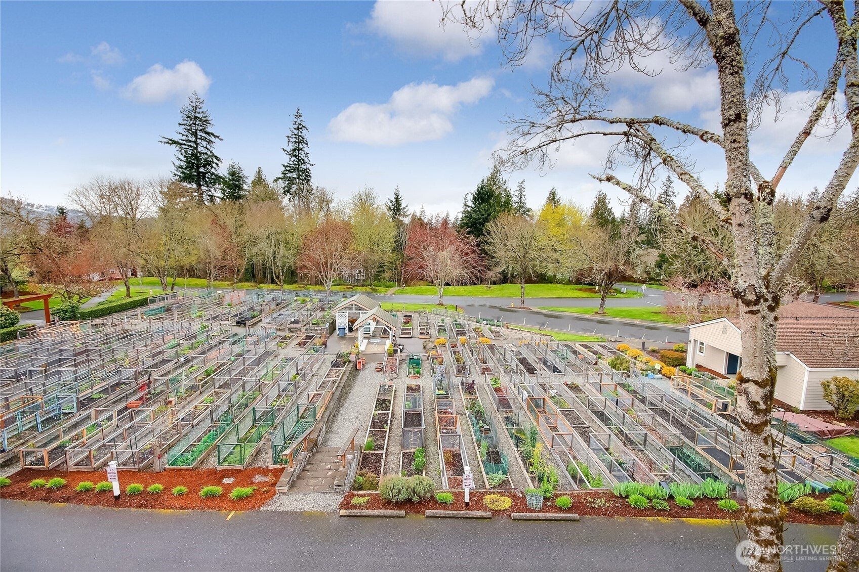 Community Garden - pea patch