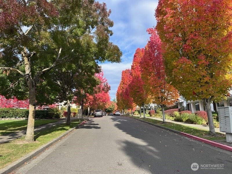 Beautiful tree-lined streets.