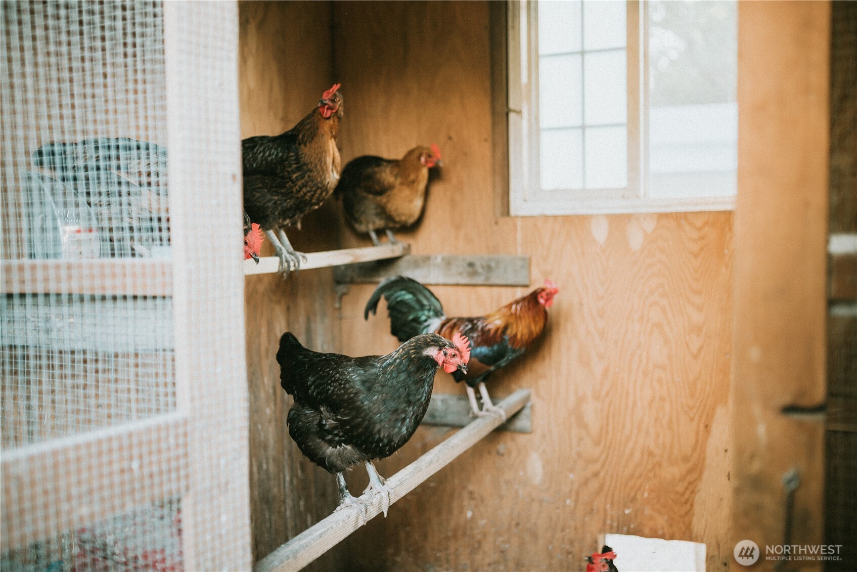 Chicken coop, wired with electric.