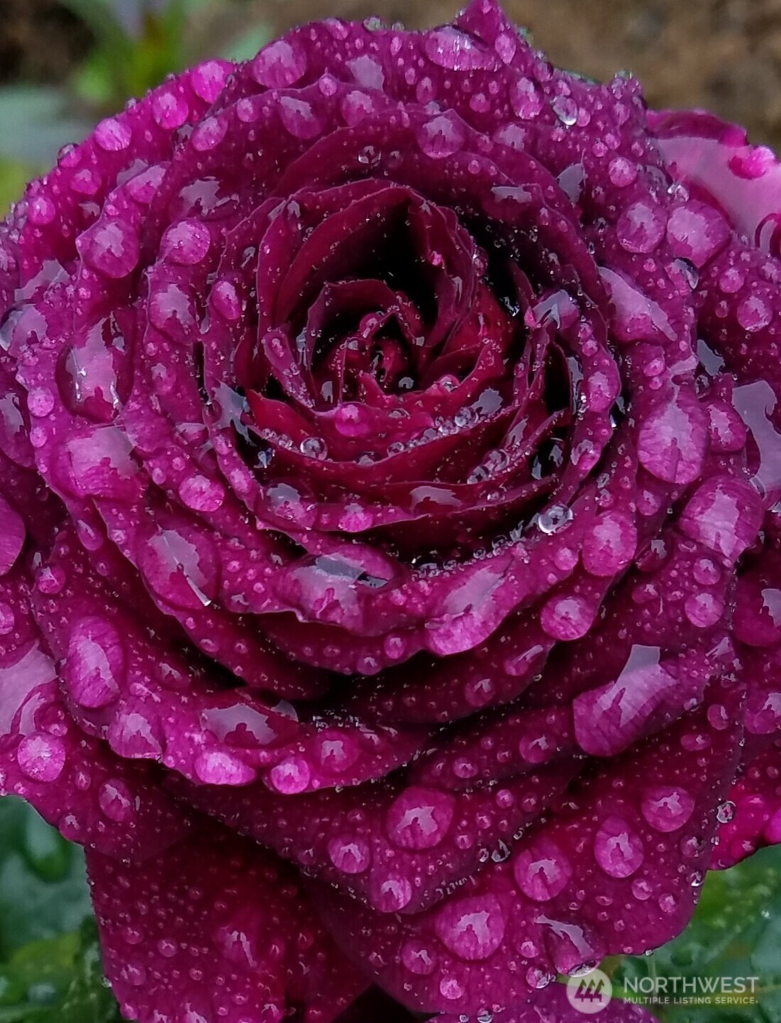 Garden in Bloom
