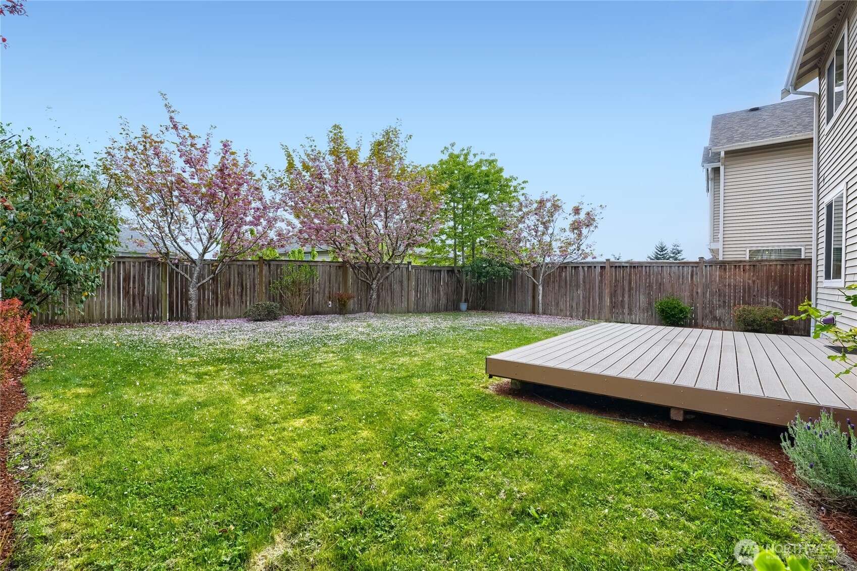 Large private backyard with stunning cherry blossom trees