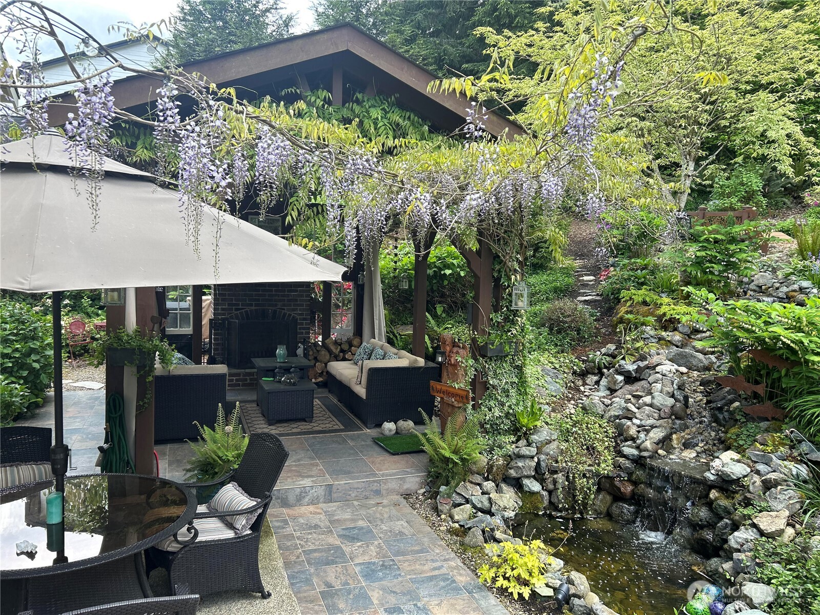 wisteria in bloom end of may last year