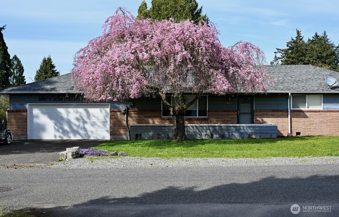 Cherry Blossom tree is beautiful in full bloom!