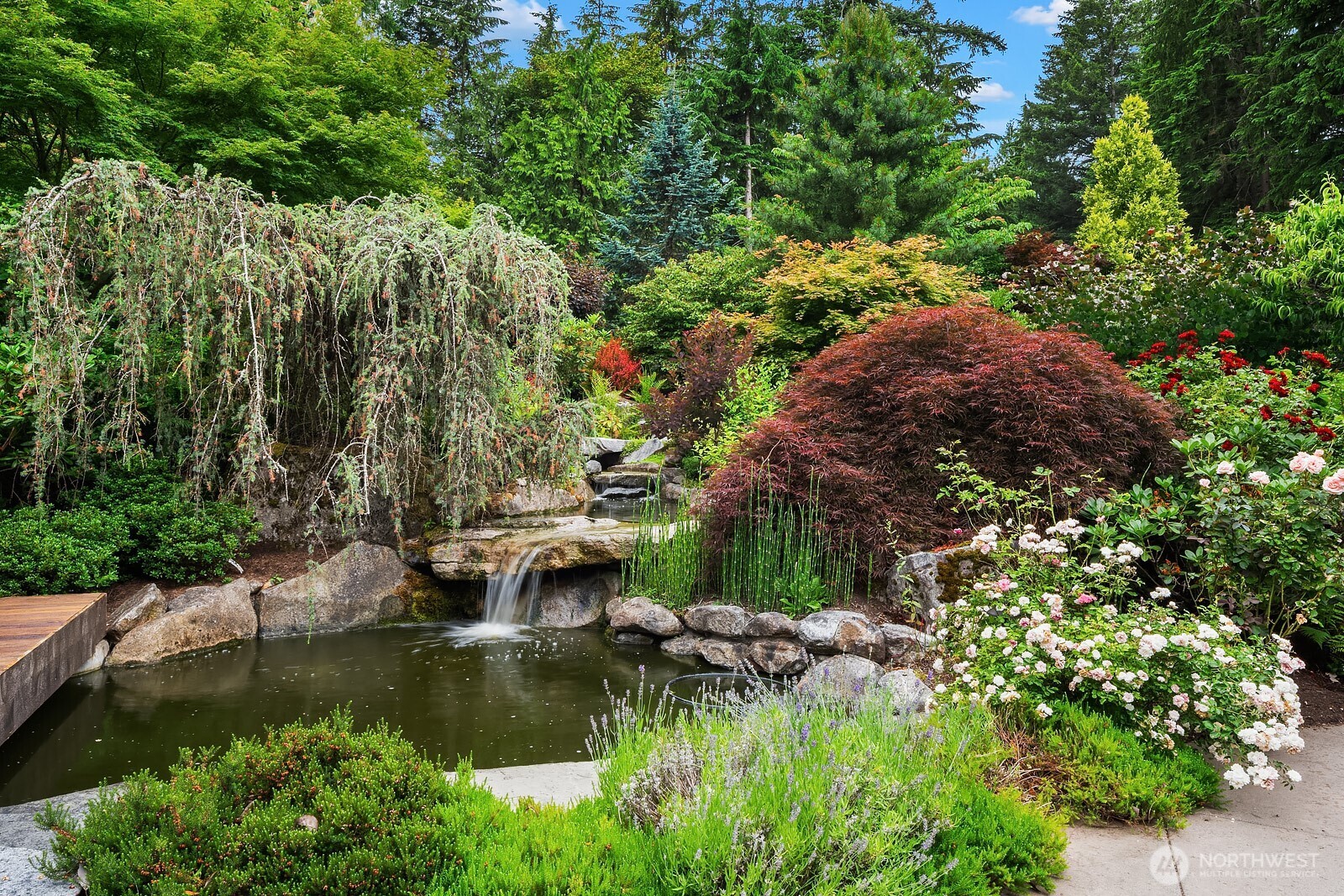 The breathtaking koi pond is a showstopper, surrounded by rare specimen trees including striking Japanese maples, cascading weeping willows, and lush curated plantings that make this backyard feel like a private botanical garden.